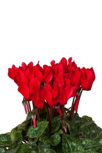Mini Sıklamen Fidesi ( Cyclamen ) Red  - 4