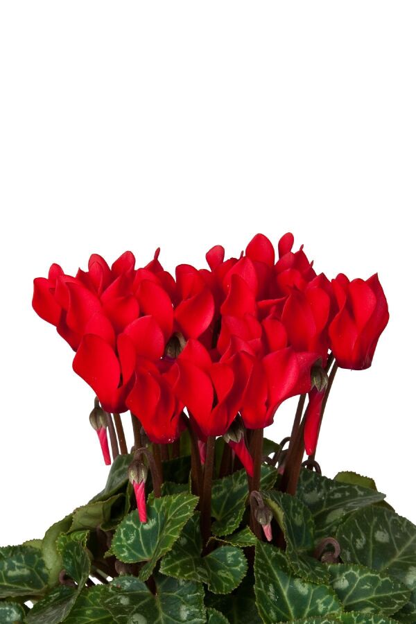 Mini Sıklamen Fidesi ( Cyclamen ) Red  - 4