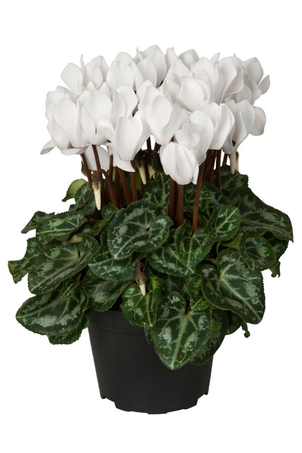 Mini Sıklamen Fidesi ( Cyclamen ) White  - 1