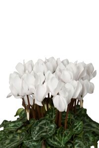 Mini Sıklamen Fidesi ( Cyclamen ) White  - 4