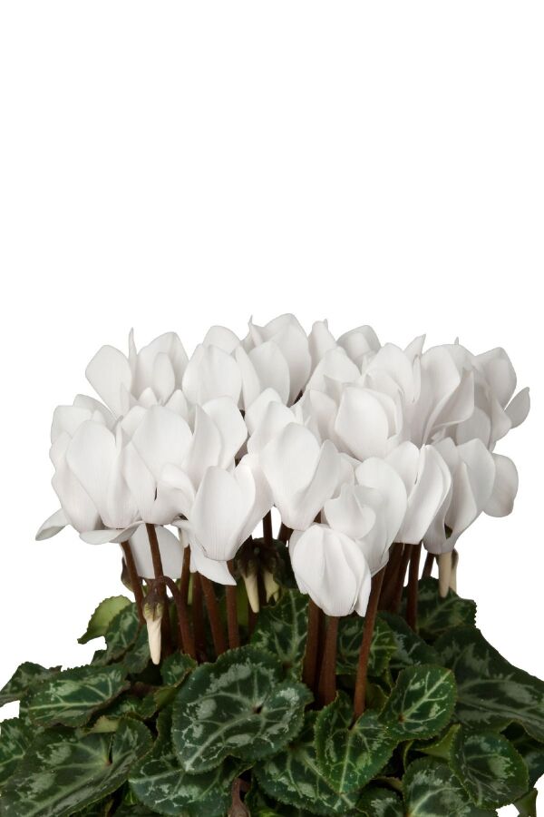 Mini Sıklamen Fidesi ( Cyclamen ) White  - 4
