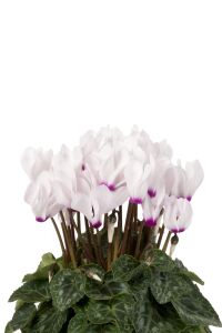 Mini Sıklamen Fidesi ( Cyclamen ) White With Eye  - 1