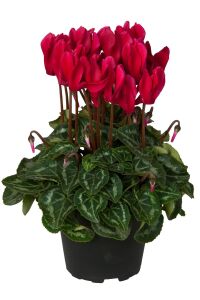 Mini Sıklamen Fidesi ( Cyclamen ) Wine Red  - 1
