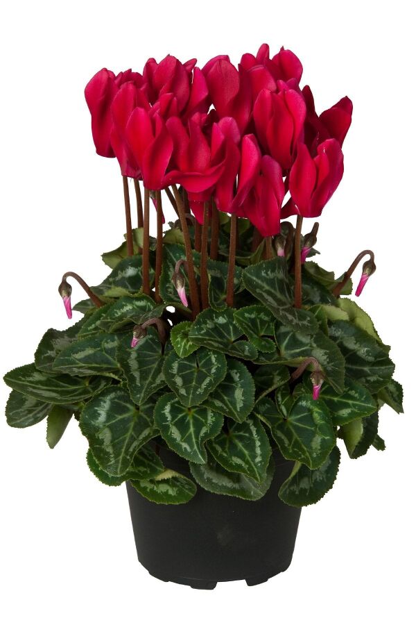 Mini Sıklamen Fidesi ( Cyclamen ) Wine Red  - 1
