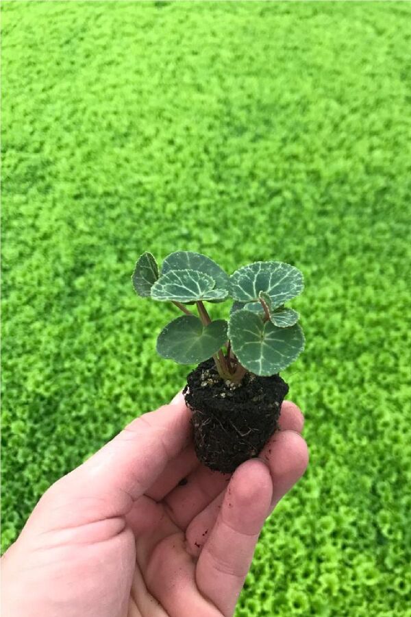 Mini Sıklamen Fidesi ( Cyclamen ) Wine Red  - 3