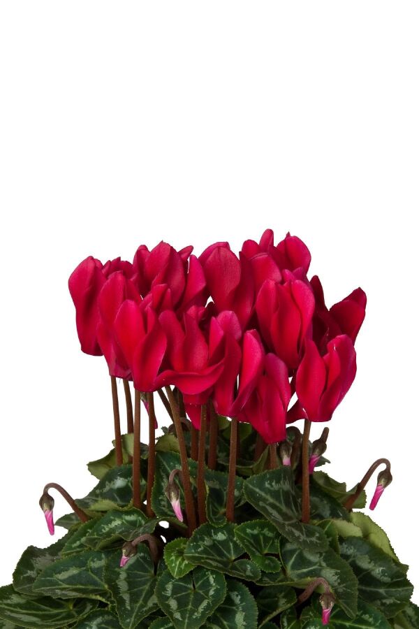 Mini Sıklamen Fidesi ( Cyclamen ) Wine Red  - 4