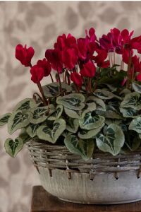 Mini Sıklamen Fidesi ( Cyclamen ) Wine Red  - 7