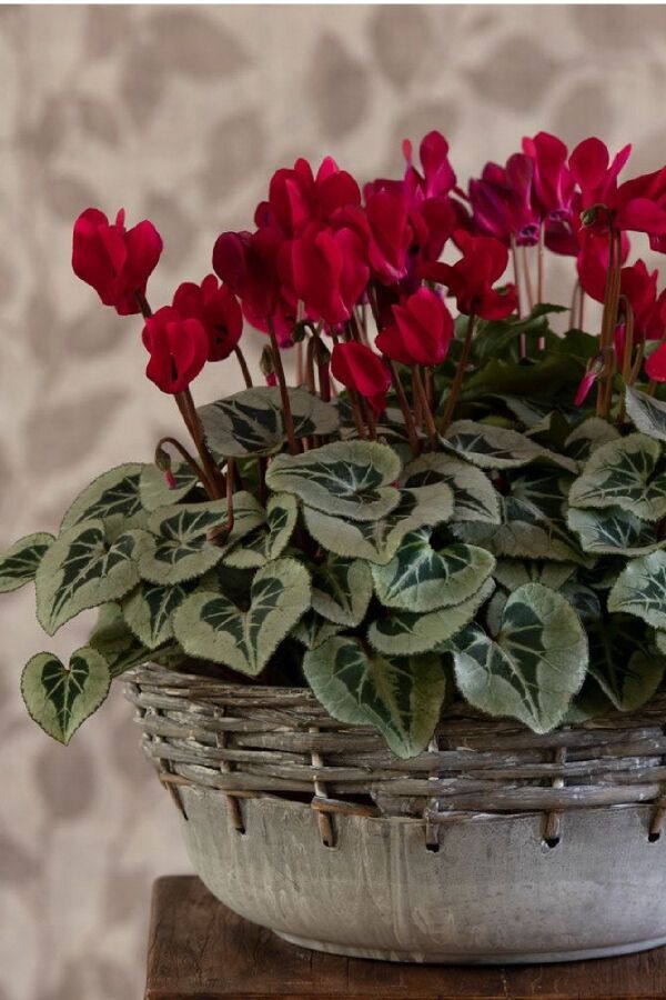 Mini Sıklamen Fidesi ( Cyclamen ) Wine Red  - 7