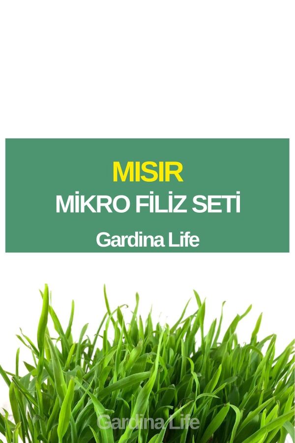 Mısır Mikro Filiz Seti - 1