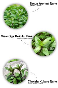 Mıx Nane Fidesi ( Limon - Narenciye - Çikolata  ) 3 Farklı Tür Nane - 1