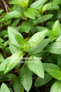 Mıx Nane Fidesi ( Limon - Narenciye - Çikolata  ) 3 Farklı Tür Nane - 6