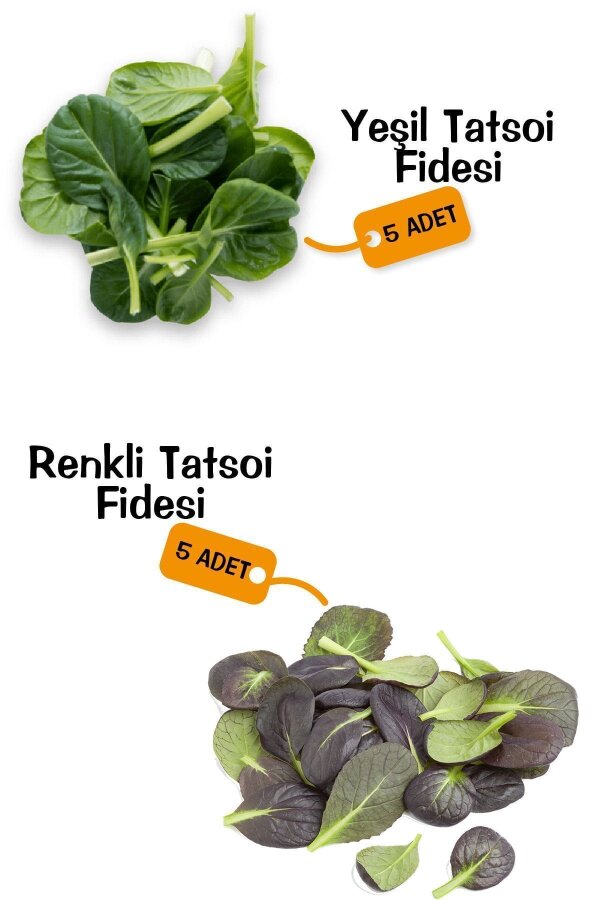 Mix Tatsoi Fidesi 10 Adet - 1