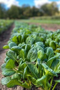 Mix Tatsoi Fidesi 10 Adet - 2