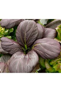 Mix Tatsoi Fidesi 10 Adet - 6