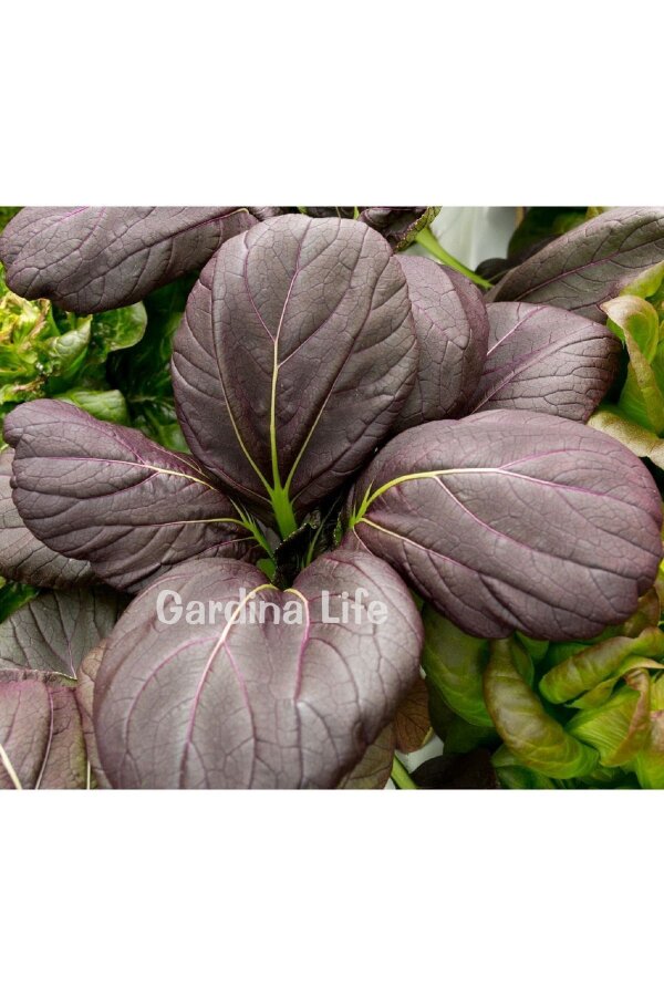 Mix Tatsoi Fidesi 10 Adet - 6