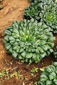 Mix Tatsoi Fidesi 10 Adet - 7