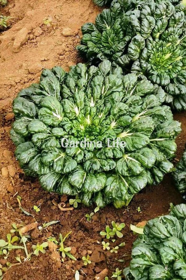 Mix Tatsoi Fidesi 10 Adet - 7