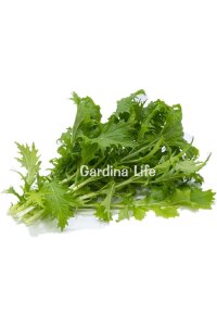 Mizuna Fidesi 10 Adet - 1