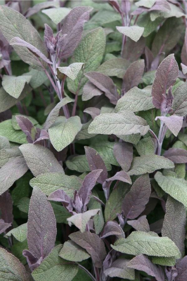 Mor Adaçayı Fidesi ( Salvia Officinalis Purpurmantel )  - 1