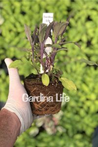 Mor Adaçayı Fidesi ( Salvia Officinalis Purpurmantel )  - 2
