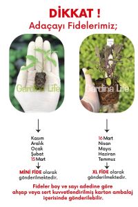 Mor Adaçayı Fidesi ( Salvia Officinalis Purpurmantel )  - 3