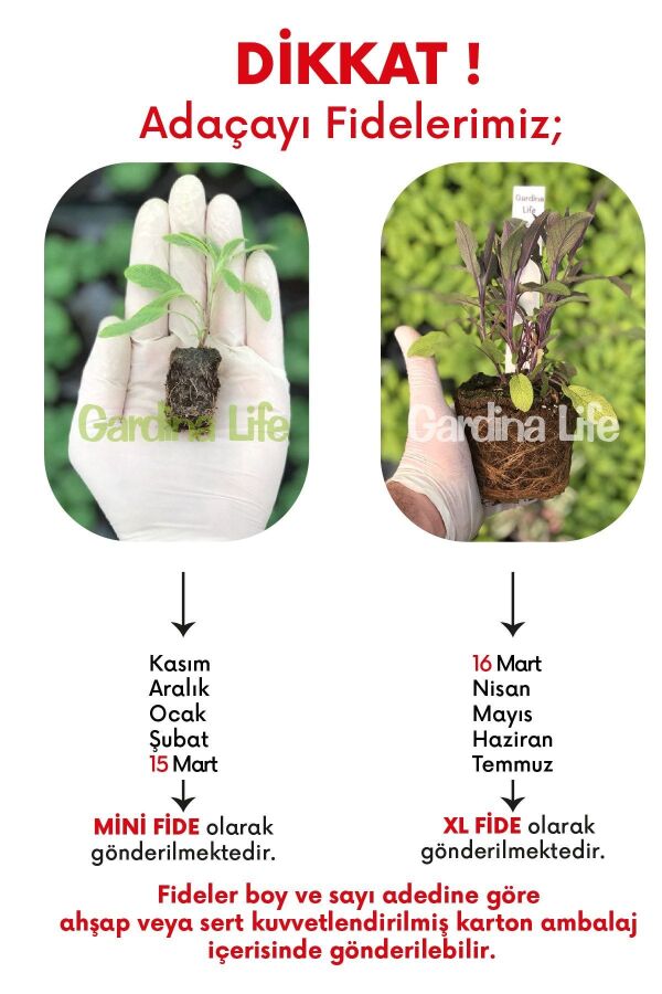 Mor Adaçayı Fidesi ( Salvia Officinalis Purpurmantel )  - 3