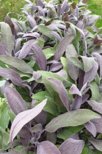 Mor Adaçayı Fidesi ( Salvia Officinalis Purpurmantel )  - 5