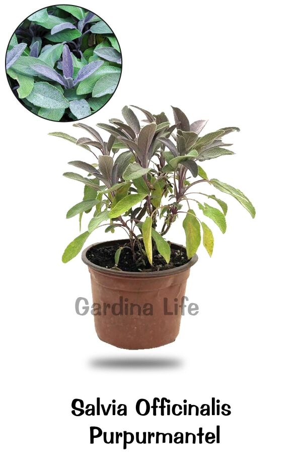 Mor Adaçayı Saksıda ( Salvia Officinalis Purpurmantel ) 