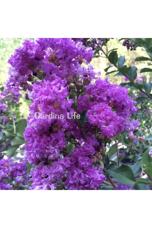 Mor Çiçekli Oya Ağacı Fidanı  (LAGERSTROMİA BLACK TİGER PURPLE) - 1