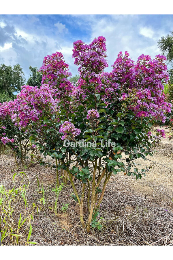 Mor Çiçekli Oya Ağacı Fidanı  (LAGERSTROMİA BLACK TİGER PURPLE) - 2