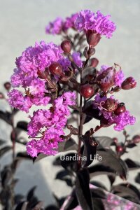 Mor Çiçekli Oya Ağacı Fidanı  (LAGERSTROMİA BLACK TİGER PURPLE) - 3