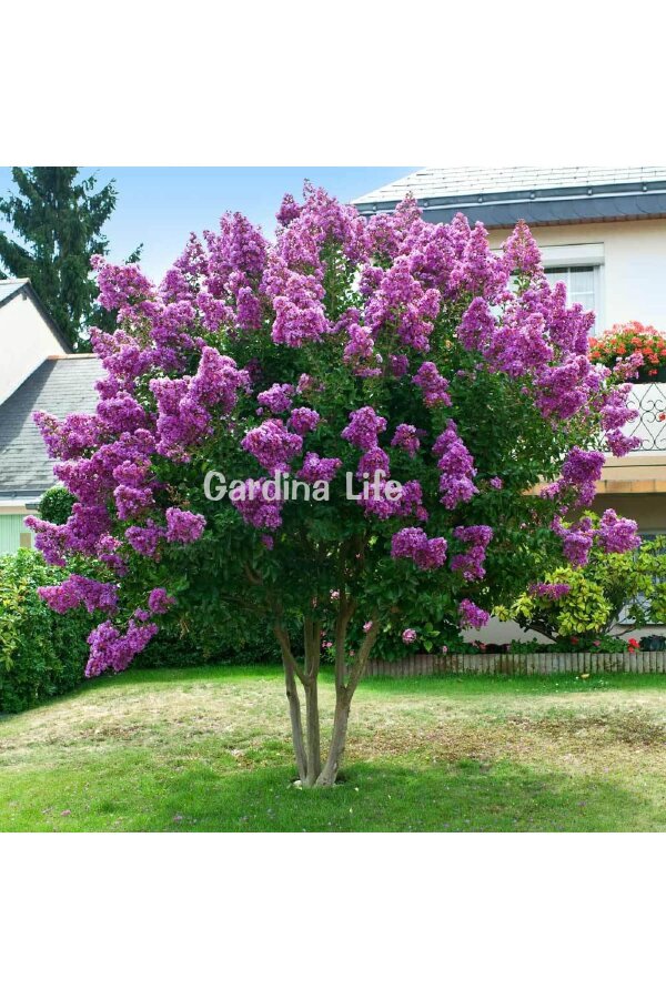 Mor Çiçekli Oya Ağacı Fidanı  (LAGERSTROMİA BLACK TİGER PURPLE) - 5