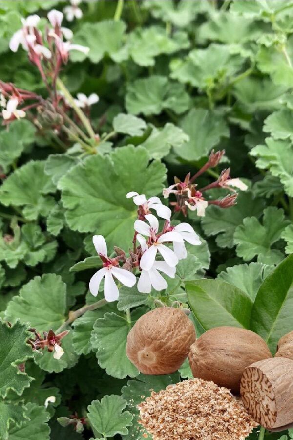 Muskat  Sardunya Yoğun  ( Pelargonium Species Odorata ) Nutmeg  - 1