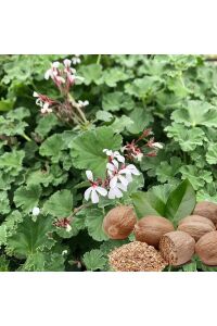 Muskat  Sardunya Yoğun  ( Pelargonium Species Odorata ) Nutmeg  - 3