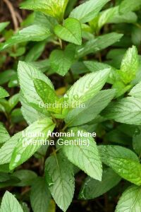 Nane Fidesi ( Limon - Narenciye - Çikolata  ) Mıx 3 Farklı Tür Nane Fidesi 3 Adet - 3