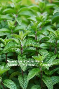 Nane Fidesi ( Limon - Narenciye - Çikolata  ) Mıx 3 Farklı Tür Nane Fidesi 3 Adet - 4