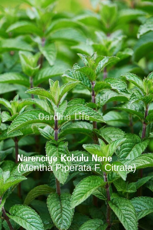 Nane Fidesi ( Limon - Narenciye - Çikolata  ) Mıx 3 Farklı Tür Nane Fidesi 3 Adet - 4