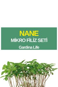 Nane Mikro Filiz Seti - 1
