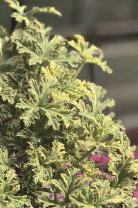 Nane Mint  Sardunya Yoğun  ( Pelargonium Species Odorata ) Peppermint  - 1