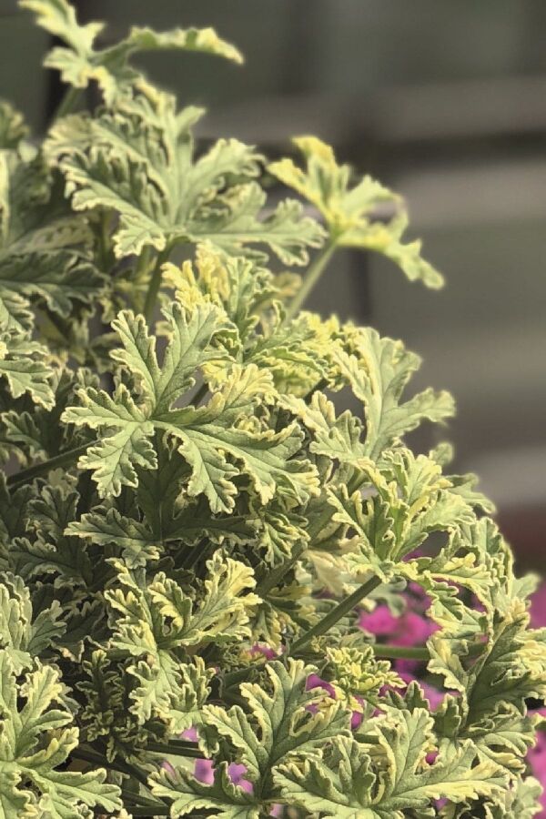 Nane Mint  Sardunya Yoğun  ( Pelargonium Species Odorata ) Peppermint  - 1