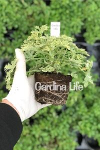 Nane Mint  Sardunya Yoğun  ( Pelargonium Species Odorata ) Peppermint  - 2