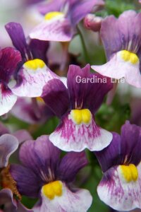Nemesia Fidesi  Blue & Cream ( Nemesia fruticans ) - 1