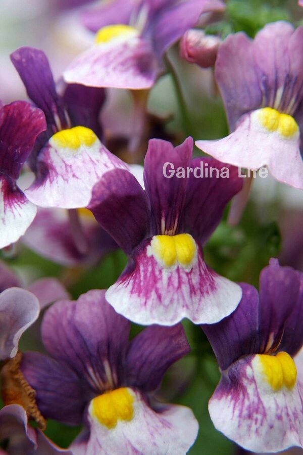 Nemesia Fidesi  Blue & Cream ( Nemesia fruticans ) - 1