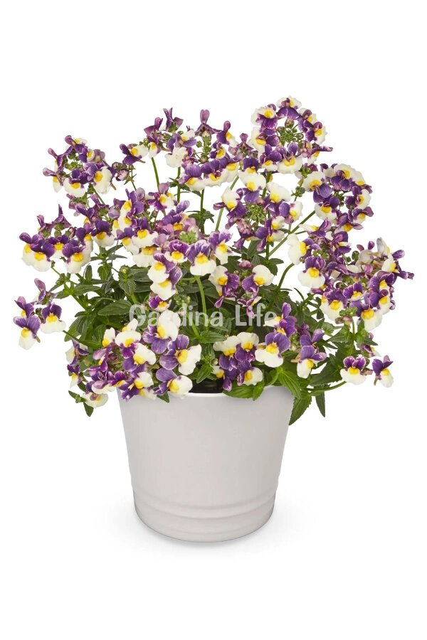 Nemesia Fidesi  Blue & Cream ( Nemesia fruticans ) - 2