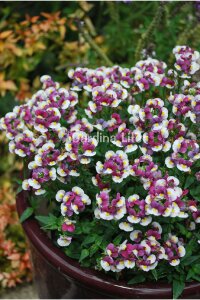 Nemesia Fidesi  Blue & Cream ( Nemesia fruticans ) - 3