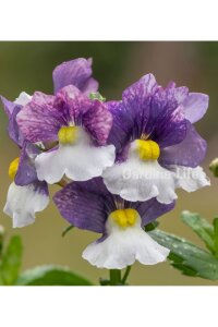 Nemesia Fidesi  Blue & Cream ( Nemesia fruticans ) - 4