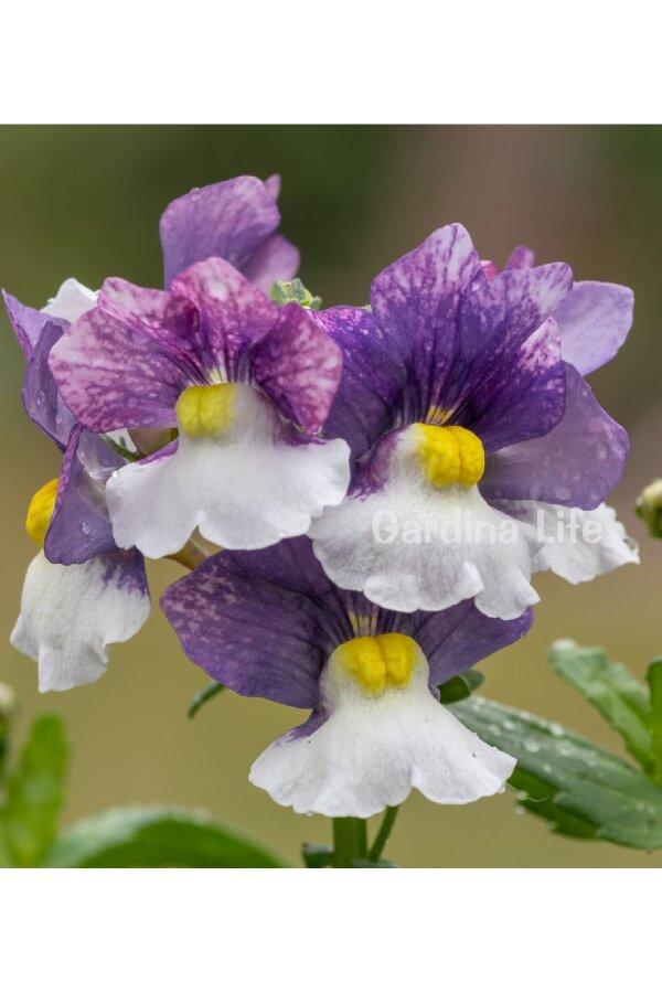 Nemesia Fidesi  Blue & Cream ( Nemesia fruticans ) - 4