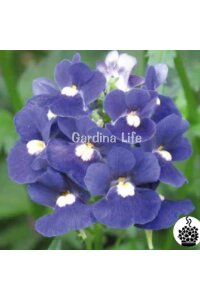 Nemesia Fidesi  Blue ( Nemesia fruticans ) - 1