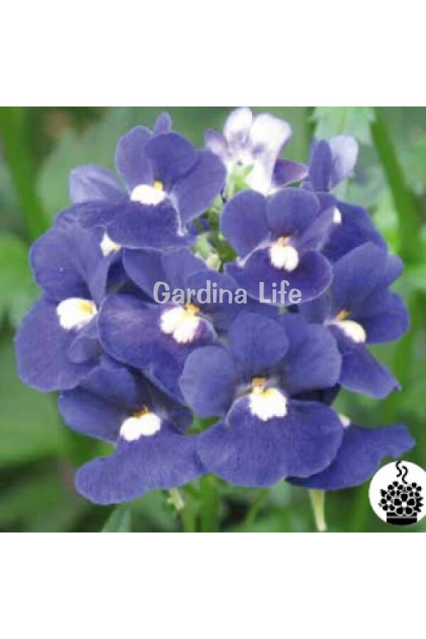 Nemesia Fidesi  Blue ( Nemesia fruticans ) - 1