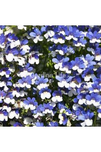 Nemesia Fidesi  Blue ( Nemesia fruticans ) - 2